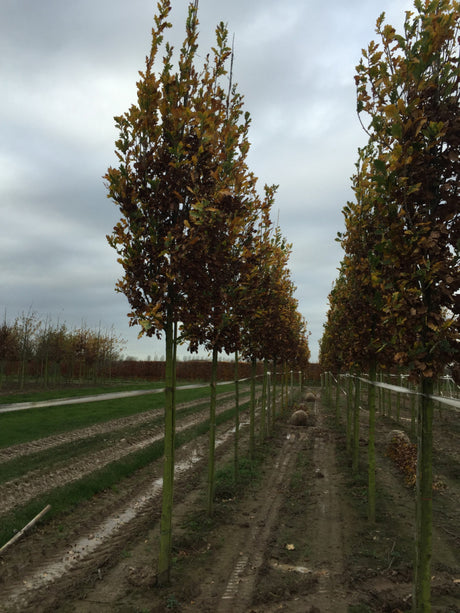 Säuleneiche; hier mit Herbstlaub; kompakt; Einsatzmöglichkeit z.B. : freie Landschaft; erhältlich von 270-330 bis 450-650 cm;;hier kaufen