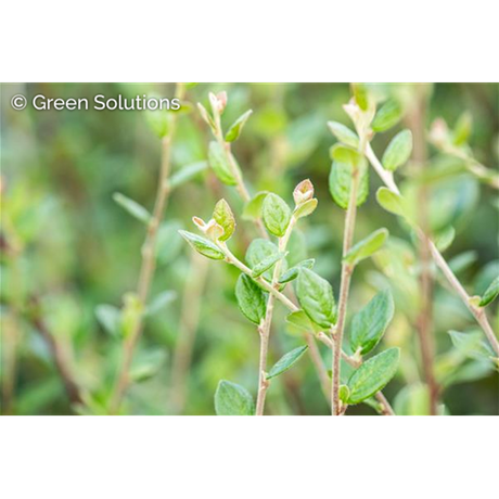 Cotoneaster salicifolius 'Parkteppich'; hier mit Belaubung; robust; Einsatzmöglichkeit z.B. : Bodendecker; verfügbar in 2 Größen und Varianten;;ab 4,63 Euro