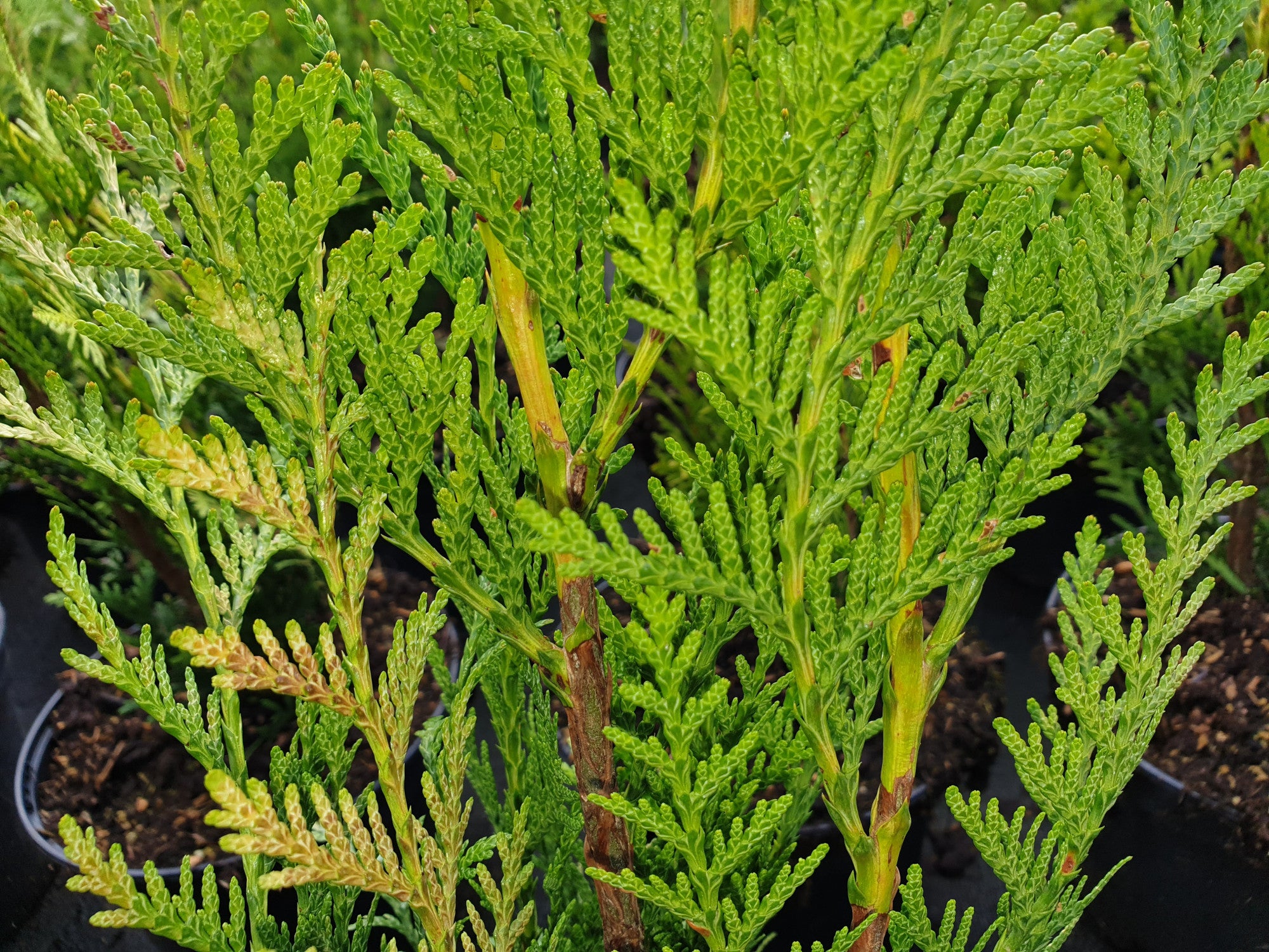 Thuja plicata 'Atrovirens' (Grüner Riesen-Lebensbaum)