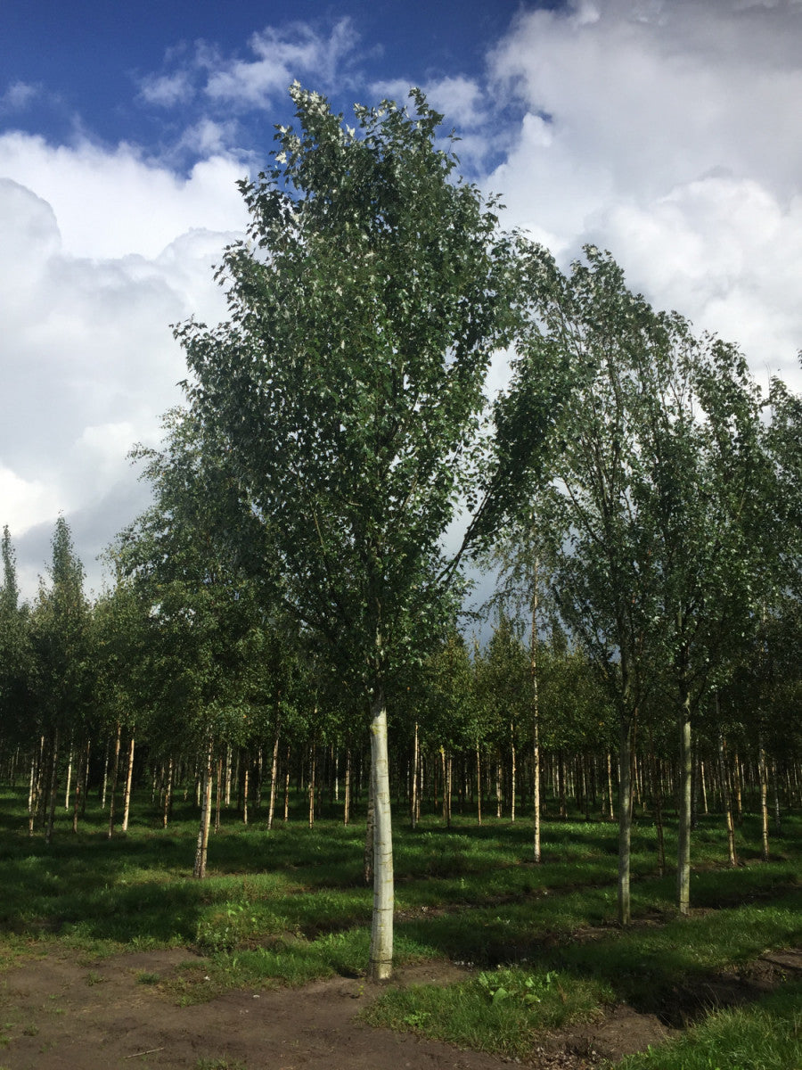 Populus tremula (Zitterpappel)