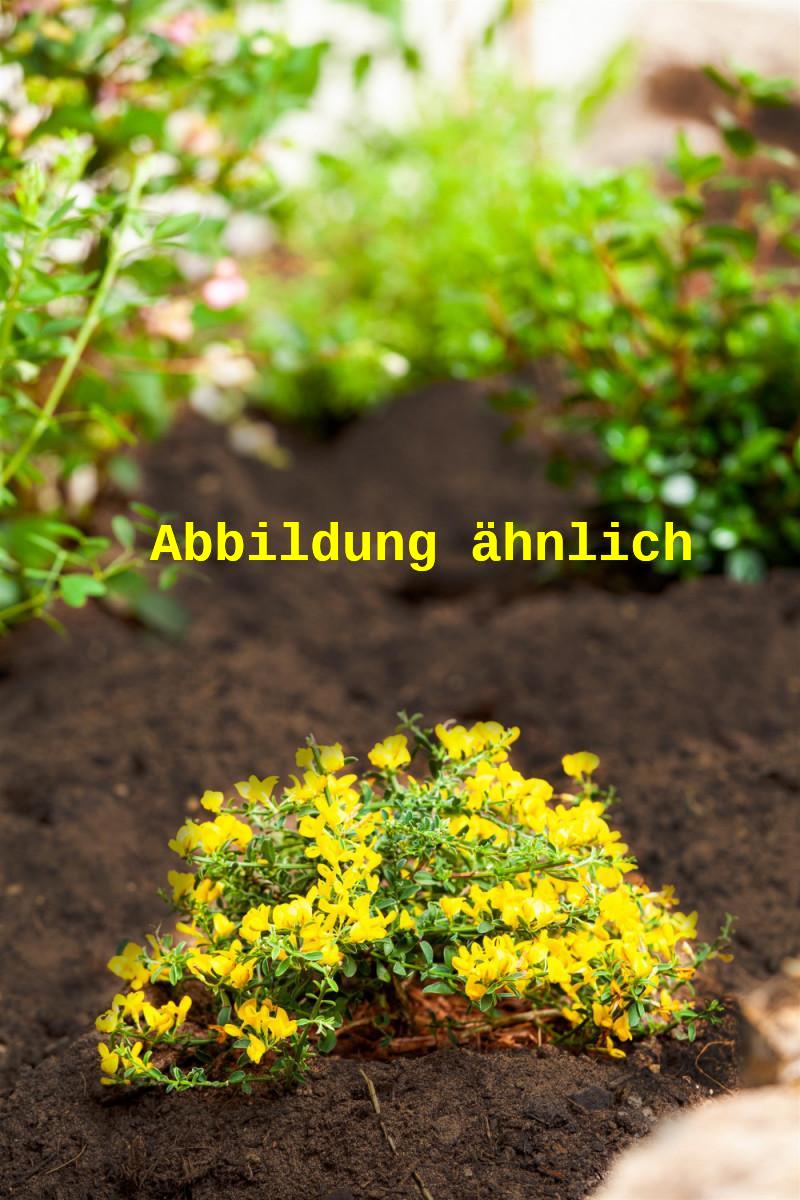 Genista pilosa (Sandginster) hier günstig kaufen –  Mitteldeutsche-Baumschulen