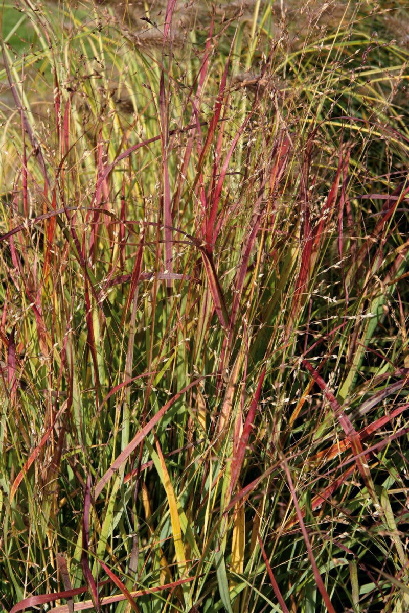 Panicum virgatum 'Shenandoah' mit Belaubung; Einsatz: , ;;ab 4,38 Euro
