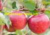 Malus 'Roter Jonathan' (Apfel 'Roter Jonathan')
