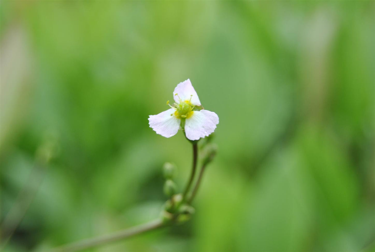 Sagittaria sagittifolia ssp. sagittifolia mit Blüte; Einsatz: , ;;ab 3,64 Euro