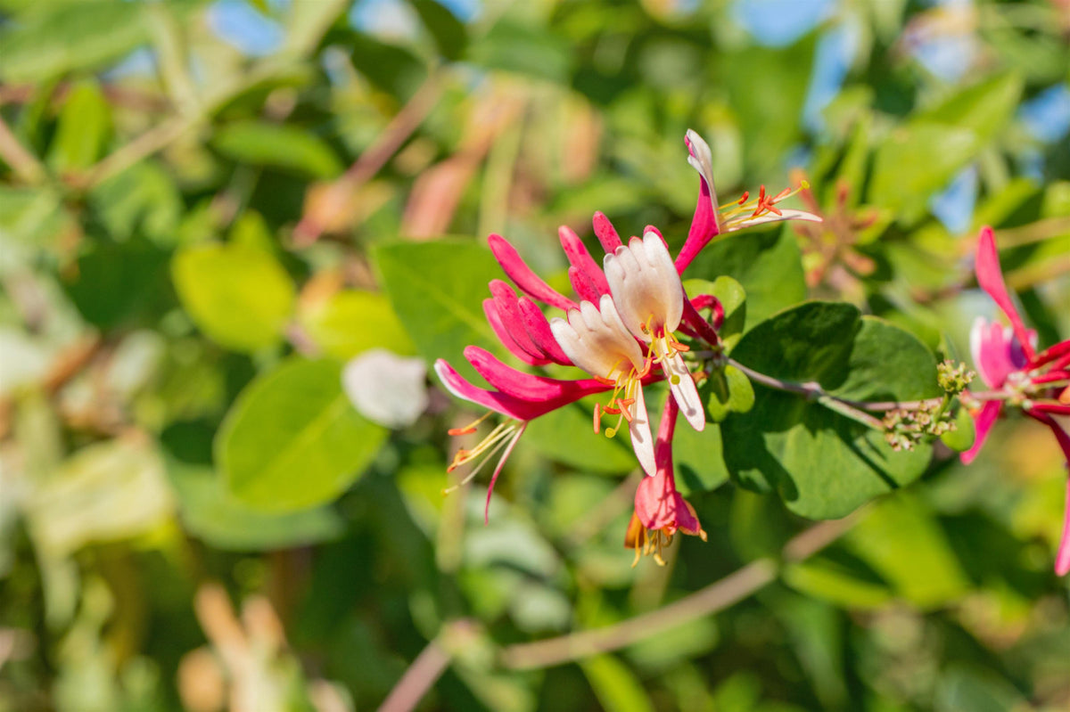 lonicera je länger je lieber Lonicera caprifolium (Jelängerjelieber) hier günstig kaufen –  Mitteldeutsche-Baumschulen