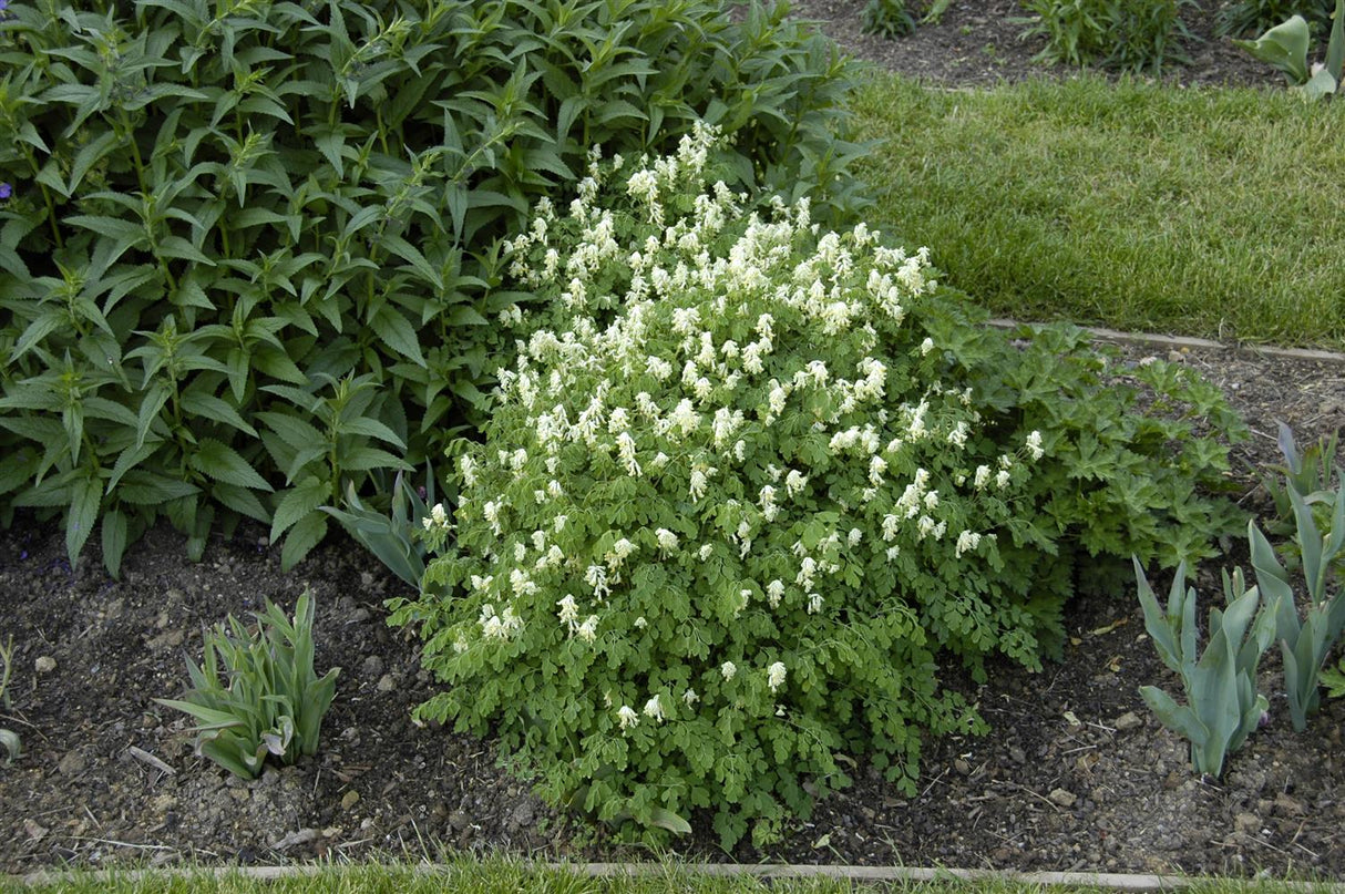 Corydalis ochroleuca als Pflanze im Beet; Einsatz: , ;;ab 5,74 Euro