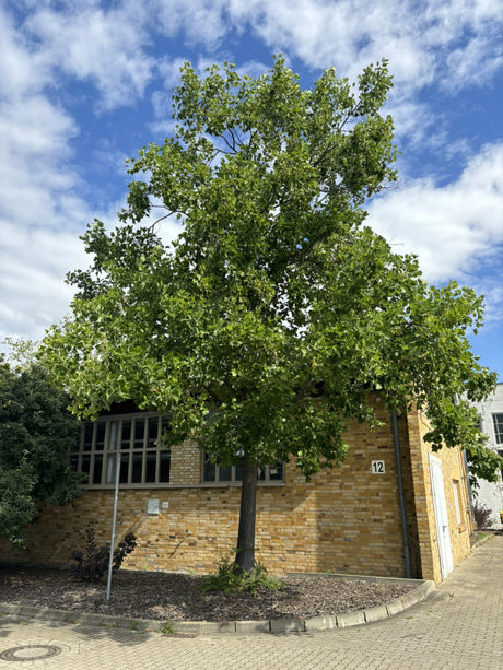 Amerik. Tulpenbaum; schnellwachsend; erhältlich von 60-80 bis 450-650 cm;;hier kaufen