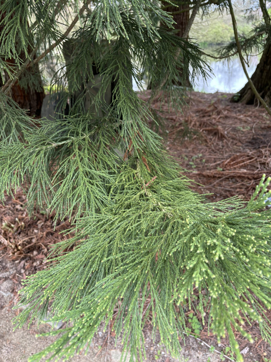 Riesenmammutbaum mit Belaubung, erhältlich als: Solitär; Einsatz: Solitärbaum, imposante Größe;;günstig mit Qualität