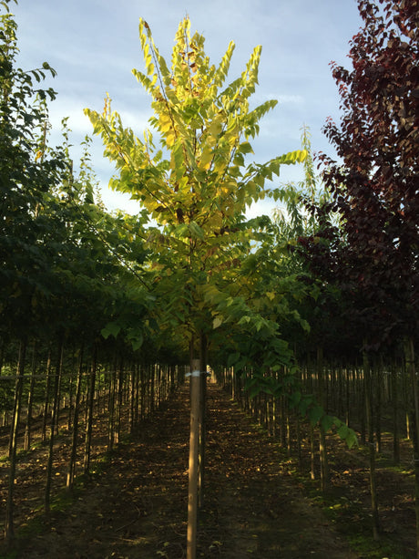 Südlicher Zürgelbaum; hier mit Herbstlaub; robust; Einsatzmöglichkeit z.B. : Parks; erhältlich von 270-330 bis 450-650 cm;;hier kaufen