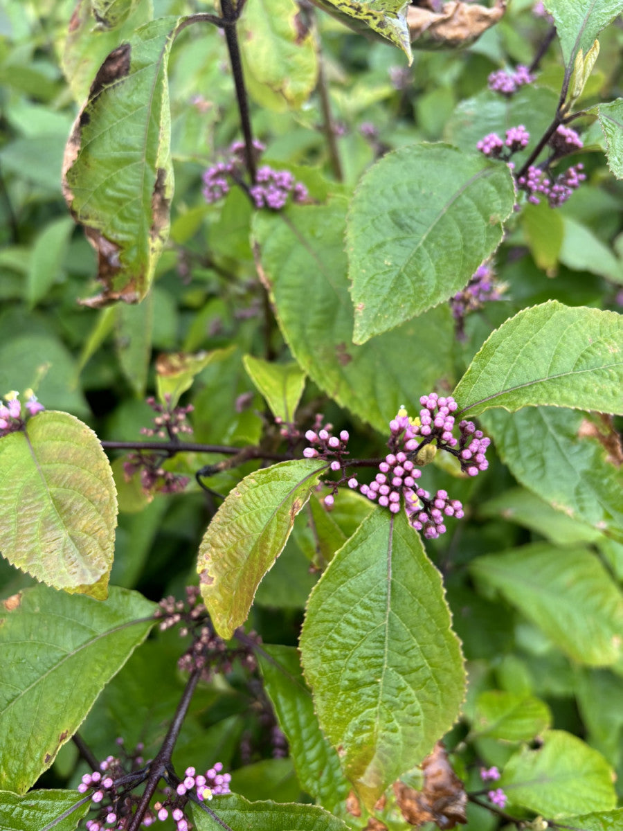 Callicarpa bodinieri giraldii mit Blüte, erhältlich von 40-60 bis 80-100 cm; Einsatz: , ;;ab 11,50 Euro