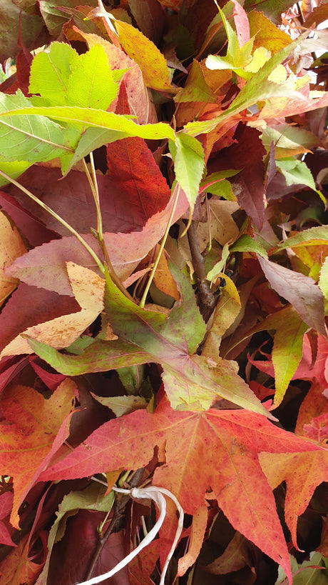 Amberbaum 'Worplesdon'; hier mit Herbstlaub; bienenfreundlich; Einsatzmöglichkeit z.B. : Solitärbaum; erhältlich von 270-330 bis 450-650 cm;;hier kaufen