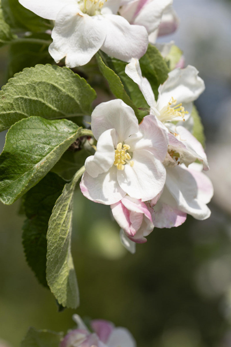 Malus 'Jakob Lebel' (Apfel 'Jakob Lebel' mittel)