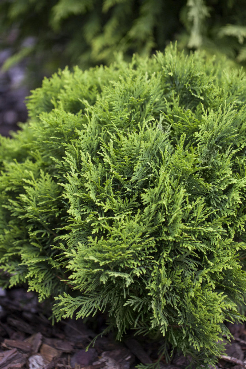 Thuja occidentalis 'Danica' (Zwergiger Kugel-Lebensbaum) hier günstig kaufen  – Mitteldeutsche-Baumschulen
