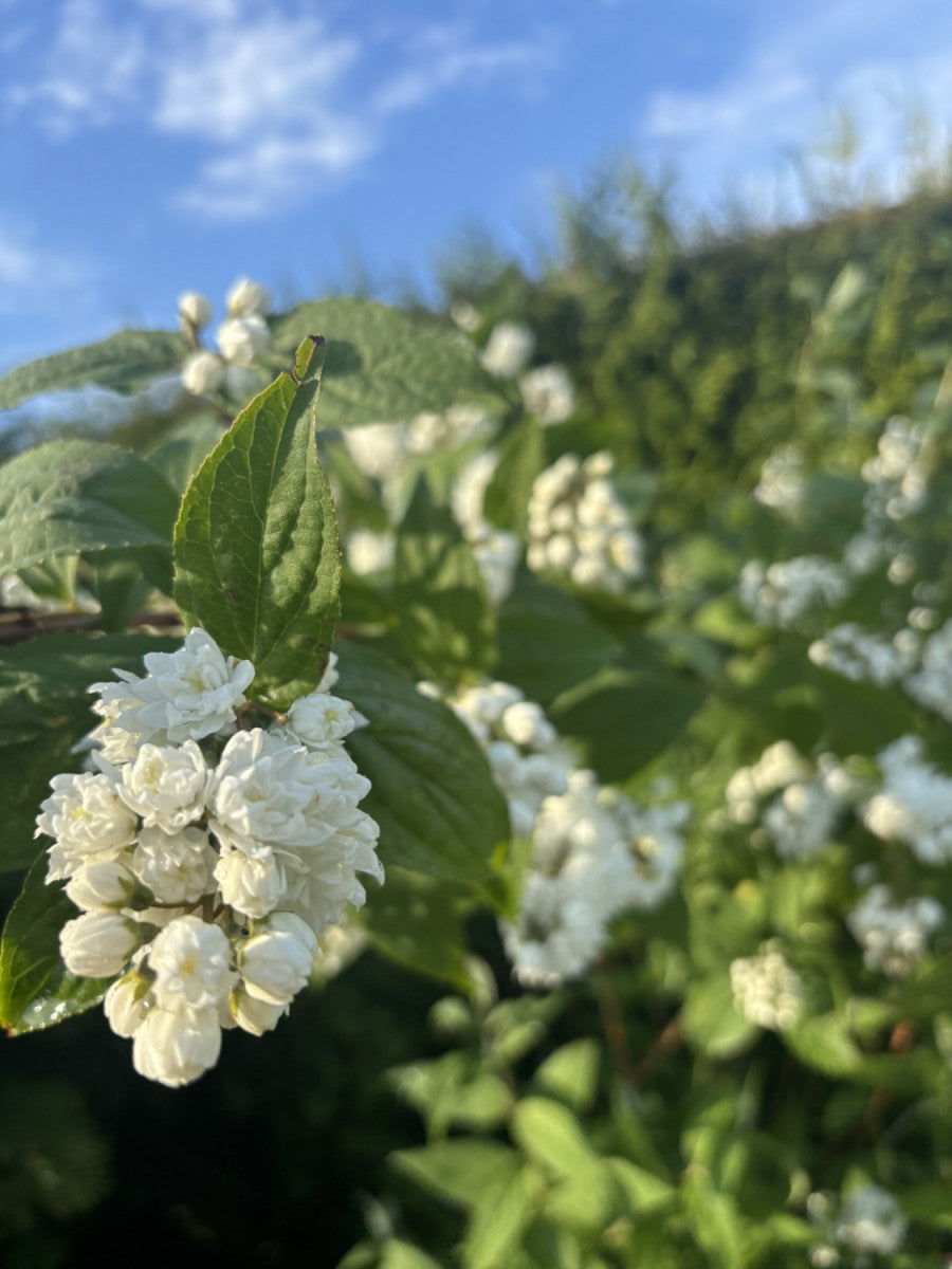 Deutzia scabra 'Crenata Plena' mit Blüte, erhältlich als: Solitär, verschulte Sträucher; Einsatz: Beet, pflegeleicht;;günstig mit Qualität
