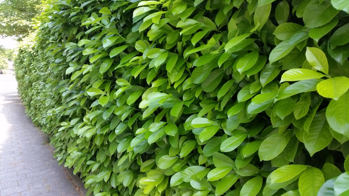 Prunus lauroc. 'Novita' als Hecke, nahrungsquelle für Vögel;;Pflanzen vom Profi