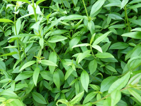 Ligustrum vulgare (Gemeiner Liguster)