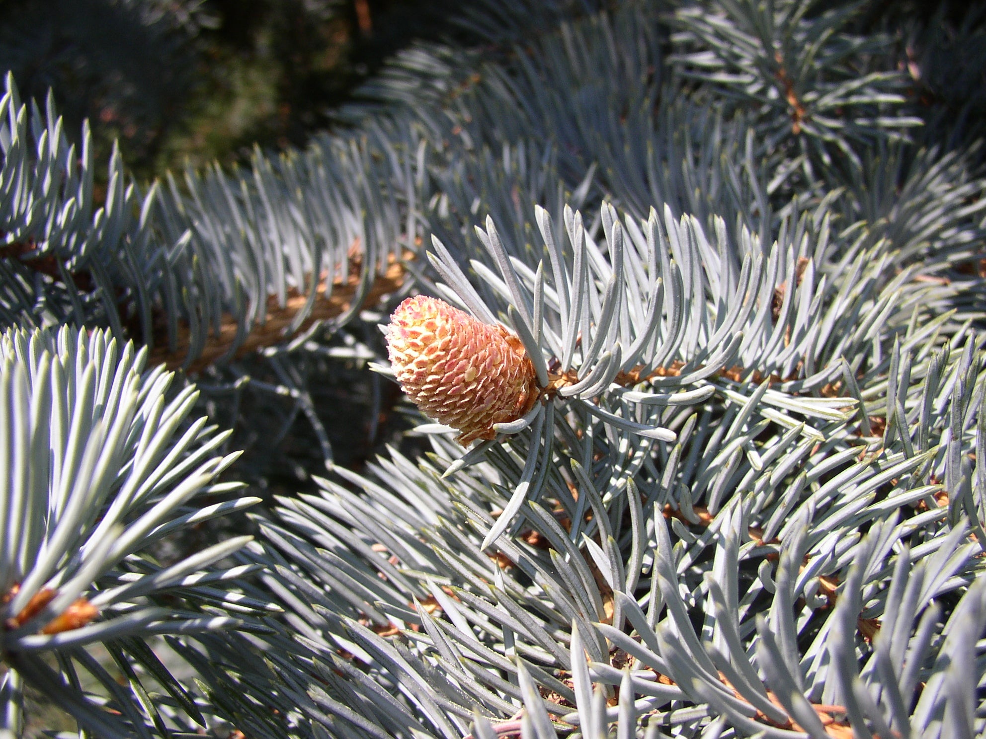 Picea pungens glauca (Blaue Stechfichte)