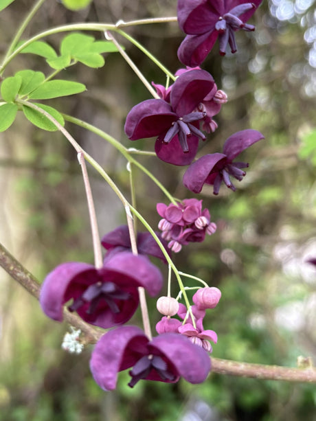 Fingerblättrige Klettergurke; hier mit Blüte; dekorativ; Einsatzmöglichkeit z.B. : Bienenweide; erhältlich von 100-150 bis 150-200 cm;;hier kaufen