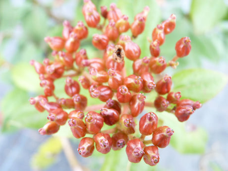 Lorbeer-Schneeball; mit Früchten/Fruchtbehang; winterhart; Einsatzmöglichkeit z.B. : Solitärpflanze; erhältlich von 40-60 bis 175-200 cm;;hier kaufen