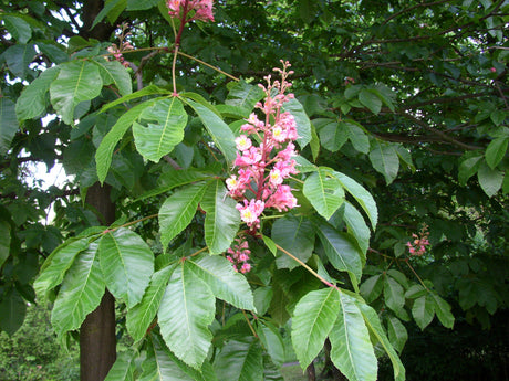 Aesculus carnea; hier mit Blüte; blütenpracht; Einsatzmöglichkeit z.B. : wertvoller Parkbaum; verfügbar in 10 Größen und Varianten;;ab 460,00 Euro