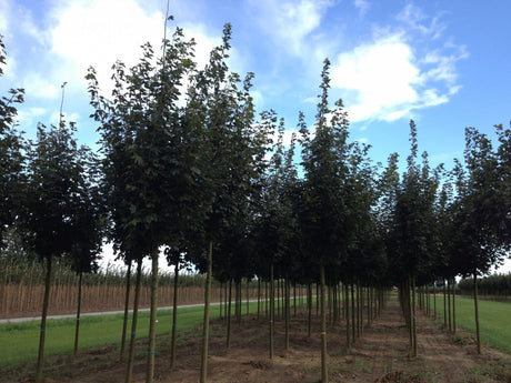 Kegelförmiger Spitzahorn 'Emerald Queen'; robust; erhältlich von 270-330 bis 450-650 cm;;hier kaufen