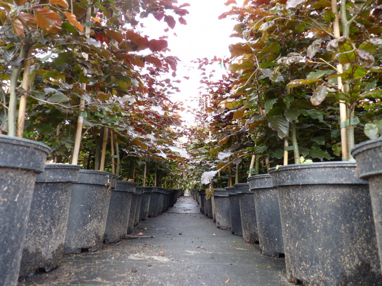 Copper Beech im Topf; Einsatz: Landschaftsbau, pflegeleicht;;Pflanzen vom Profi
