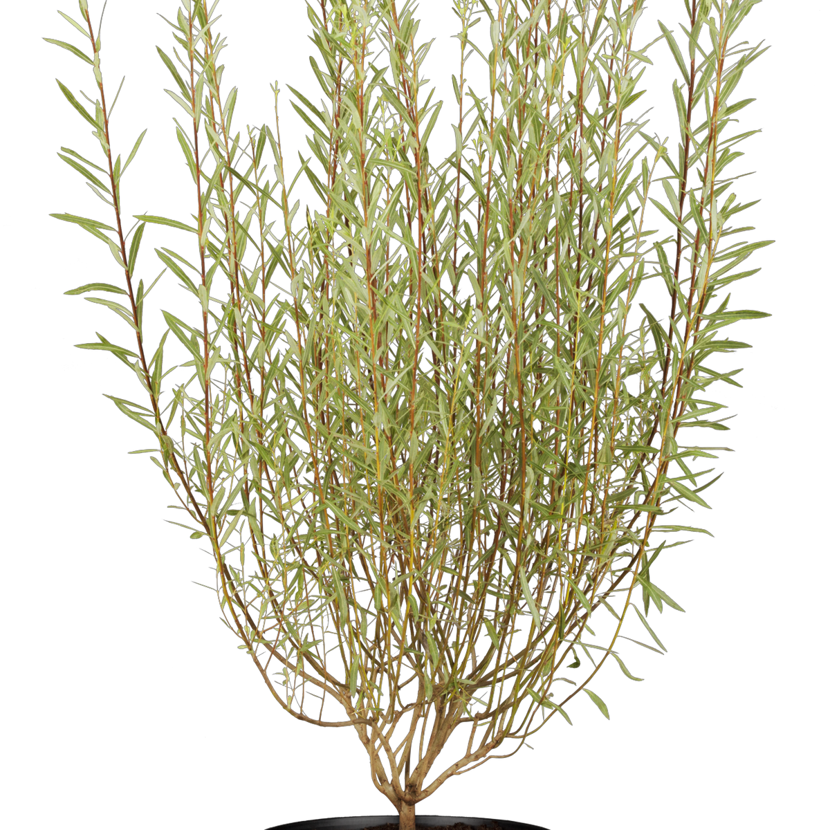 Salix purpurea 'Nana' (Kugelweide) hier günstig kaufen –  Mitteldeutsche-Baumschulen