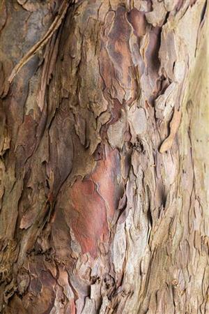 Acer pseudoplatanus VkG 1 (Bergahorn)