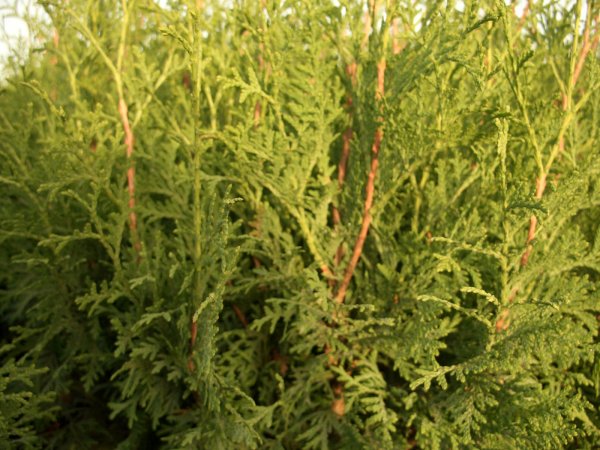 Thuja occidentalis 'Columna' (Säulen-Lebensbaum)