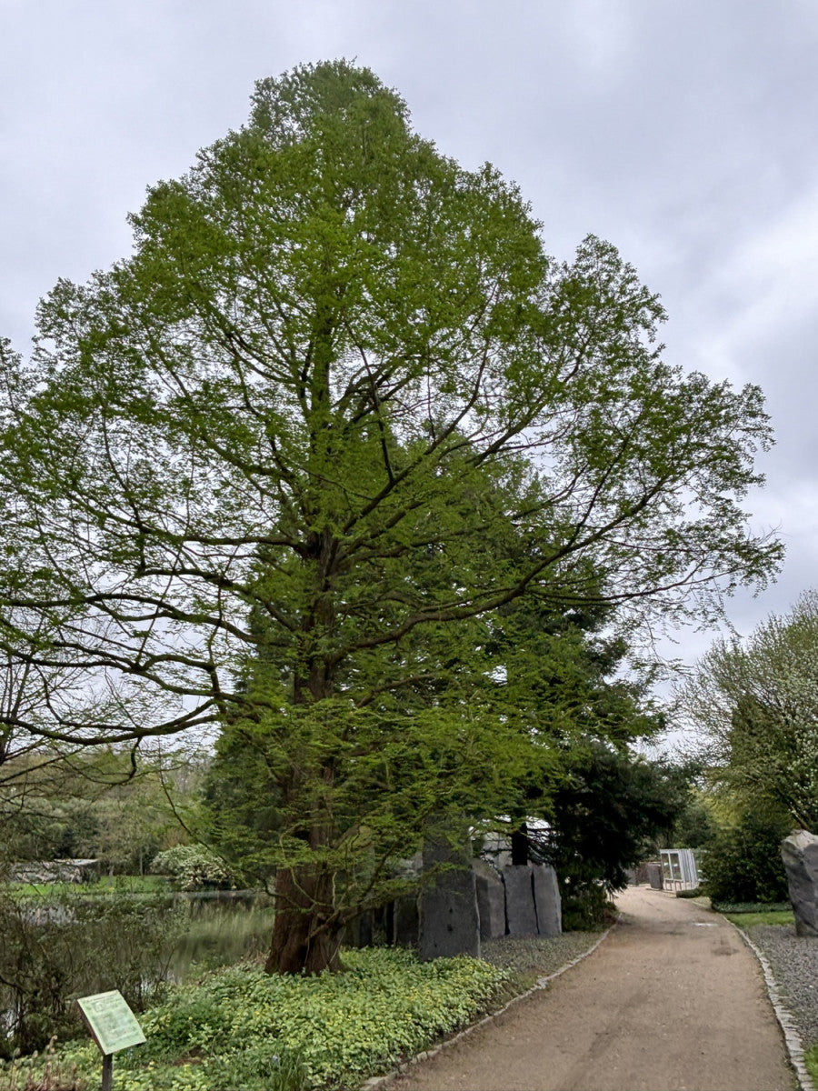 Metasequoia glyptostroboides in Einzelansicht; Einsatz: , dekorative Rinde;;ab 11,50 Euro