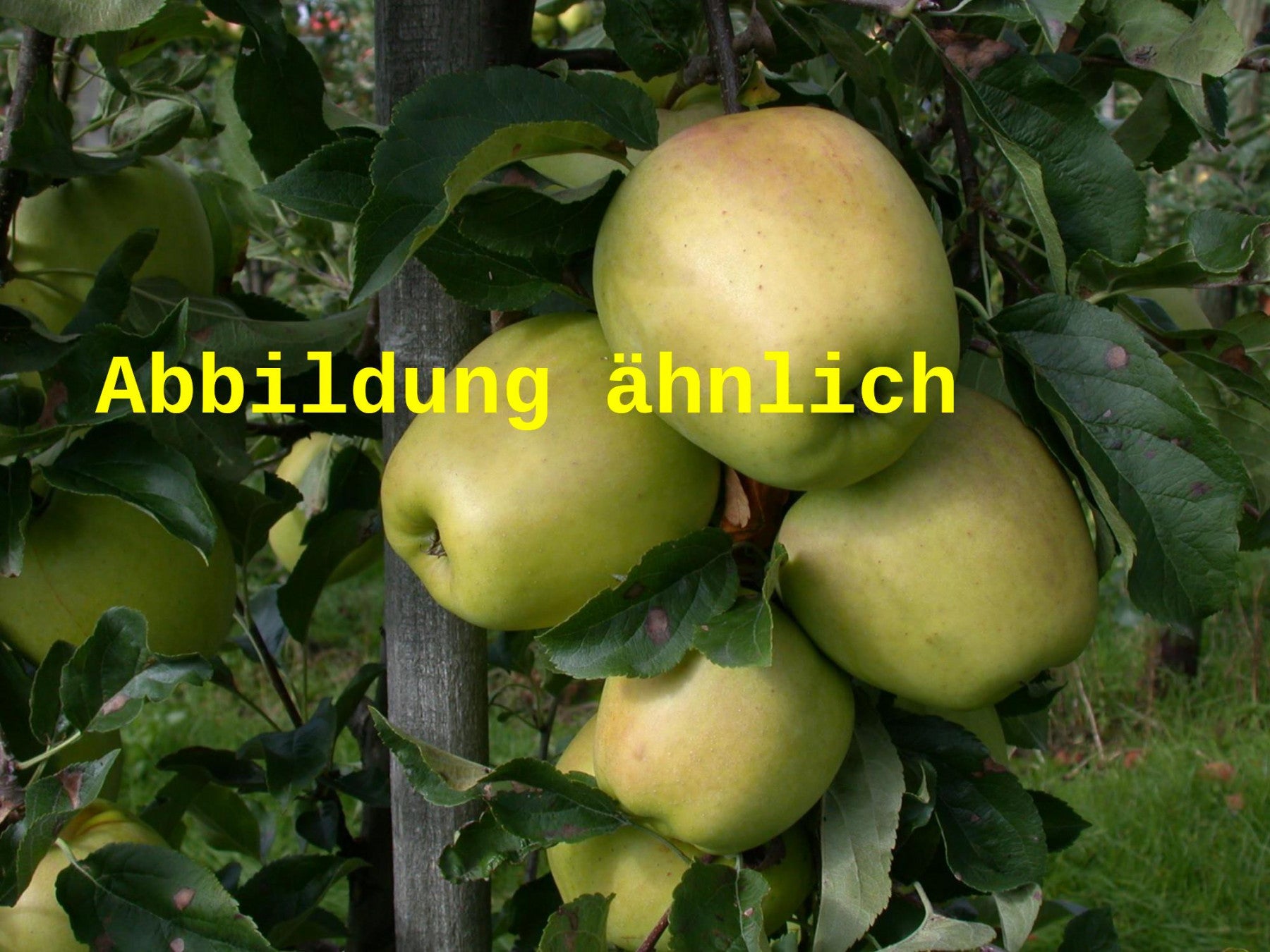 Malus 'Weißer Winterglockenapfel' (Apfel 'Weißer Winterglockenapfel' mittel)