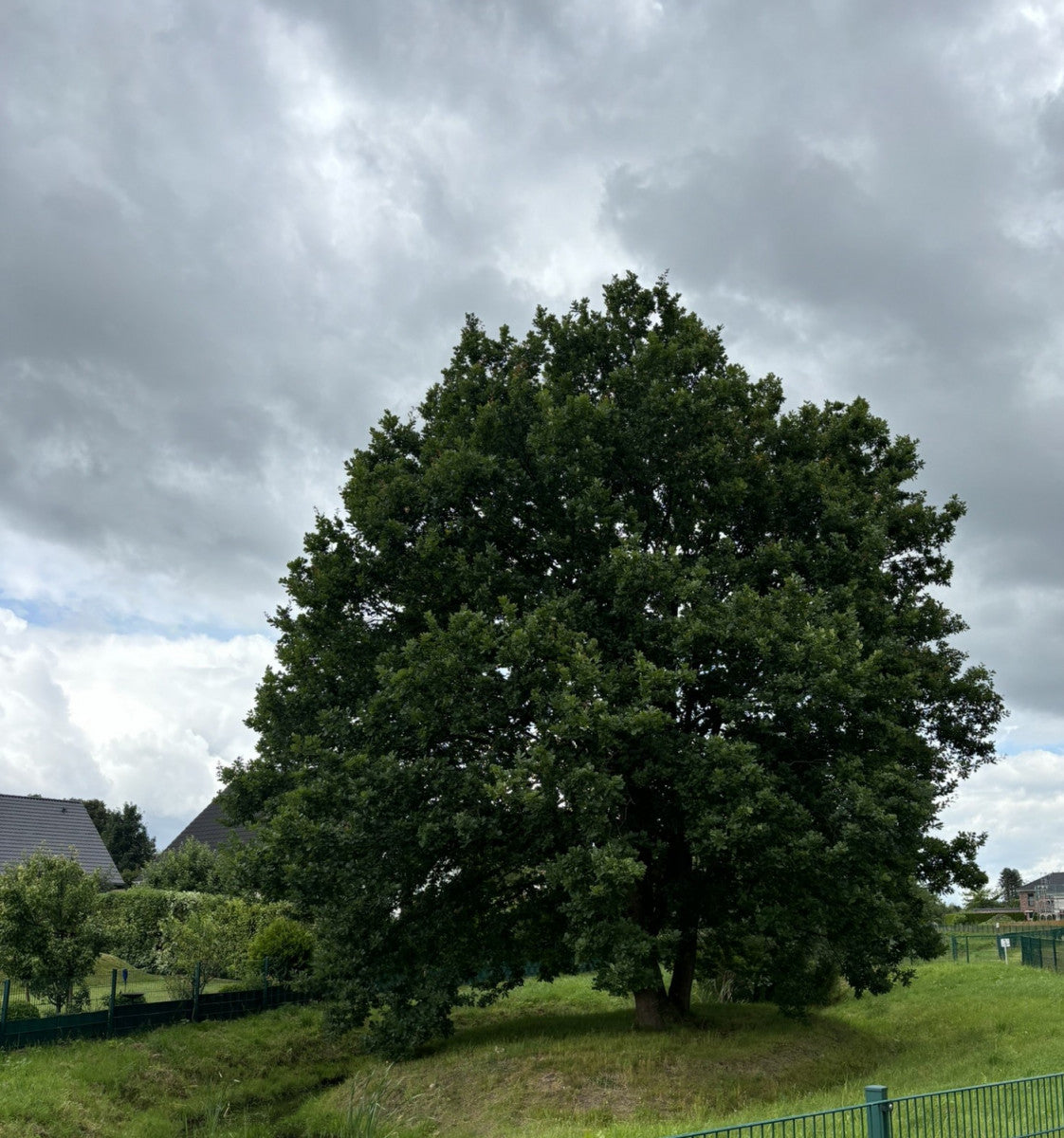 Chêne , ökologisch wertvoll;;mit zeitnaher Lieferung