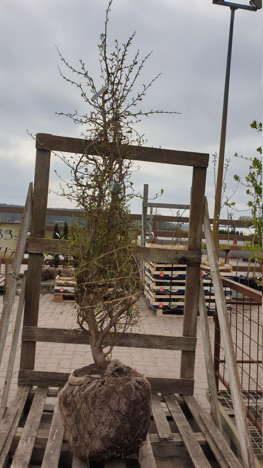 Persischer Eisenbaum; vorbereitet für Versand; vogelnährgehölz; Einsatzmöglichkeit z.B. : Straßenbaum;;mit zeitnaher Lieferung