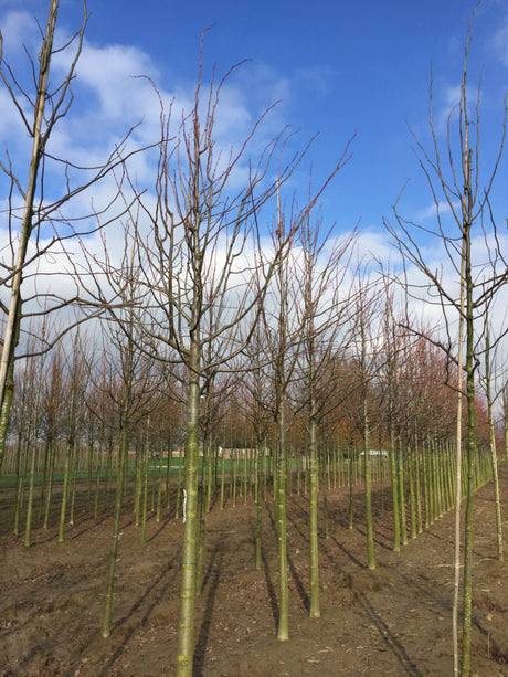Tilia americana 'Nova'; hier mit Winterlaub; große Blätter; Einsatzmöglichkeit z.B. : Parkbaum; verfügbar in 15 Größen und Varianten;;ab 234,00 Euro