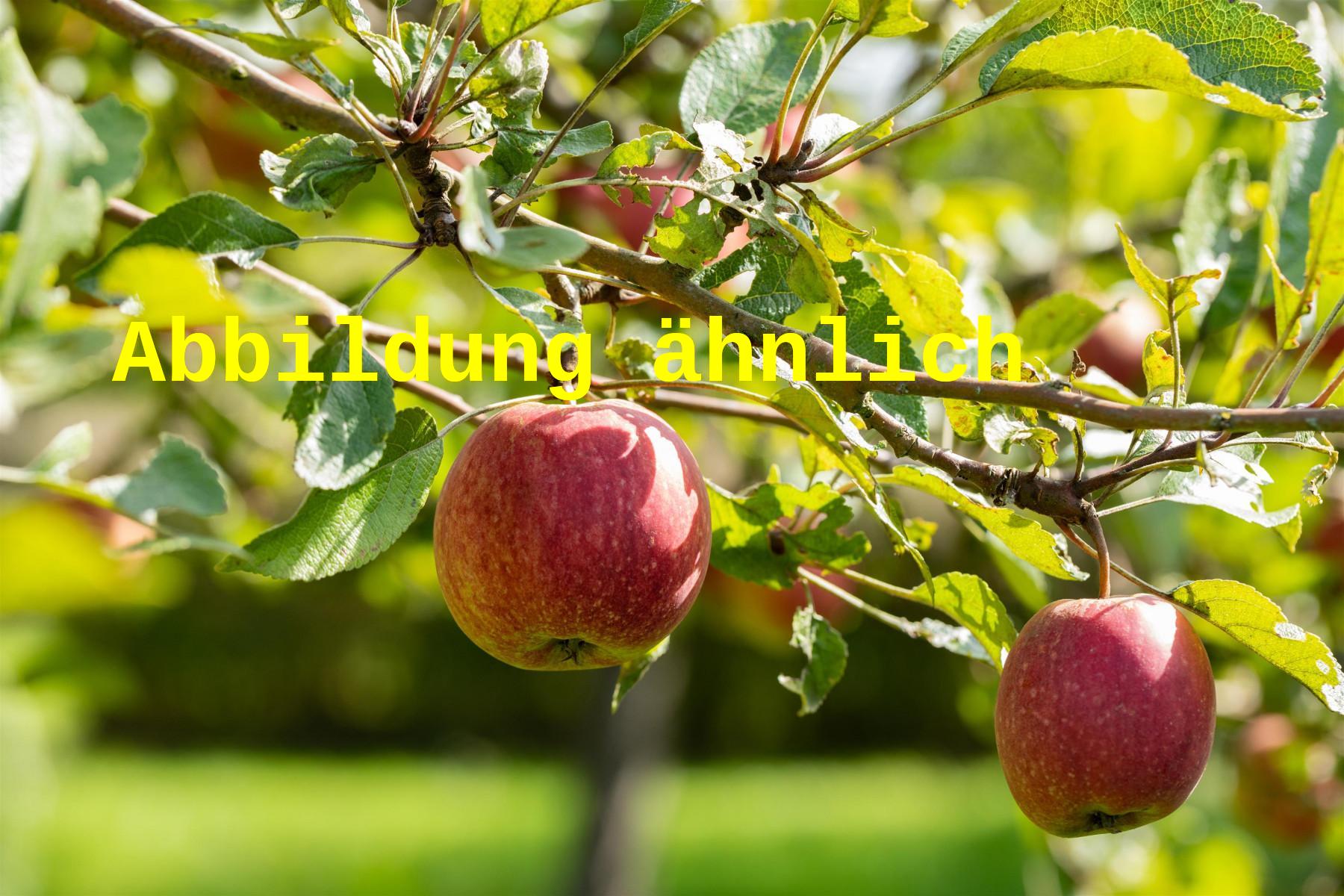 Malus 'Galaxy' (Apfel 'Galaxy' -S-)