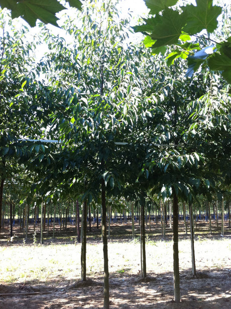 Erle spaethii; hier mit Sommerbelaubung; schnellwüchsig; Einsatzmöglichkeit z.B. : Parks; erhältlich von 270-330 bis 450-650 cm;;hier kaufen