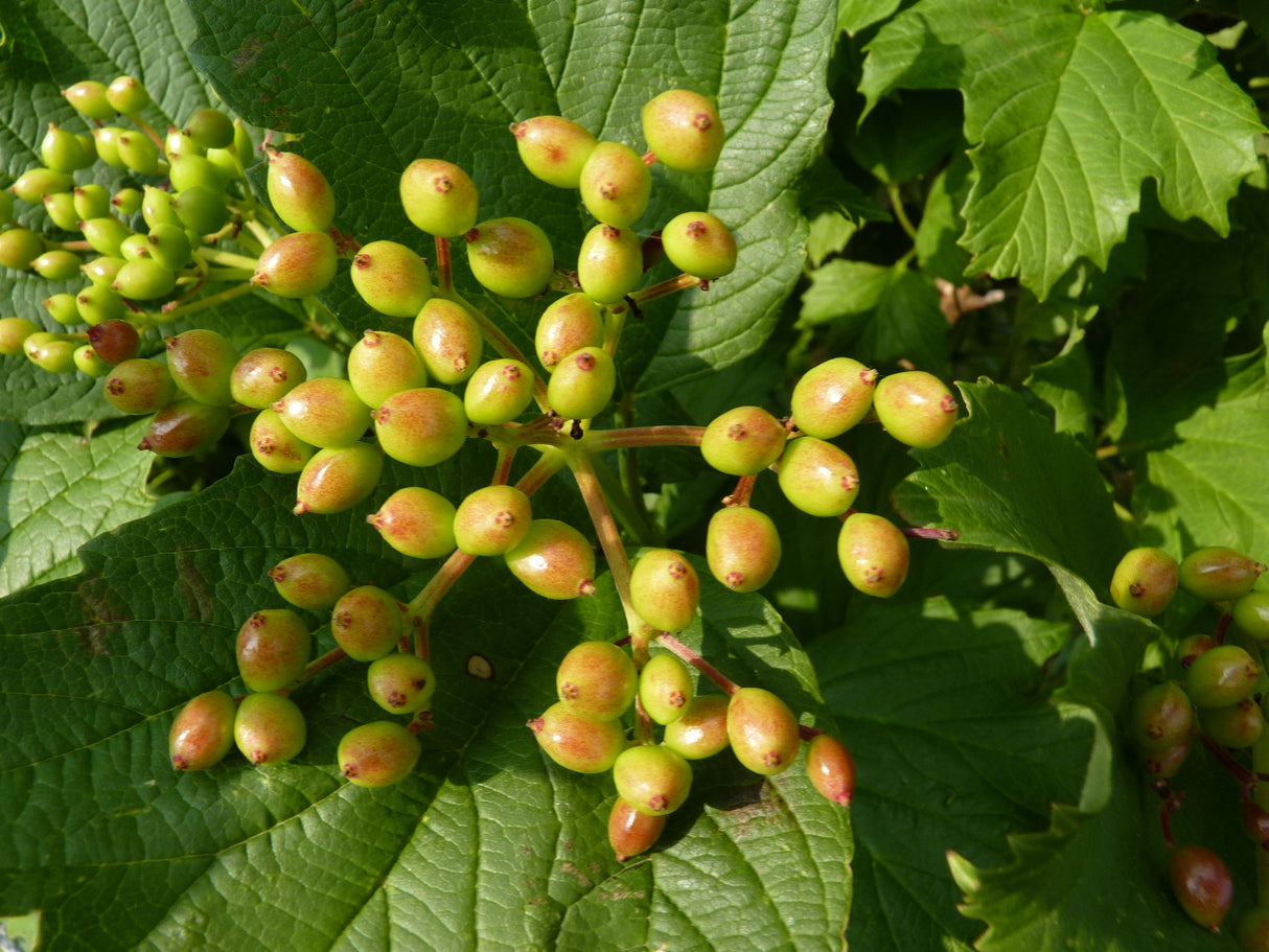 Blut-Schneeball mit Früchten; Einsatz: Wildgehölz, blühfreudig;;Pflanzen vom Profi
