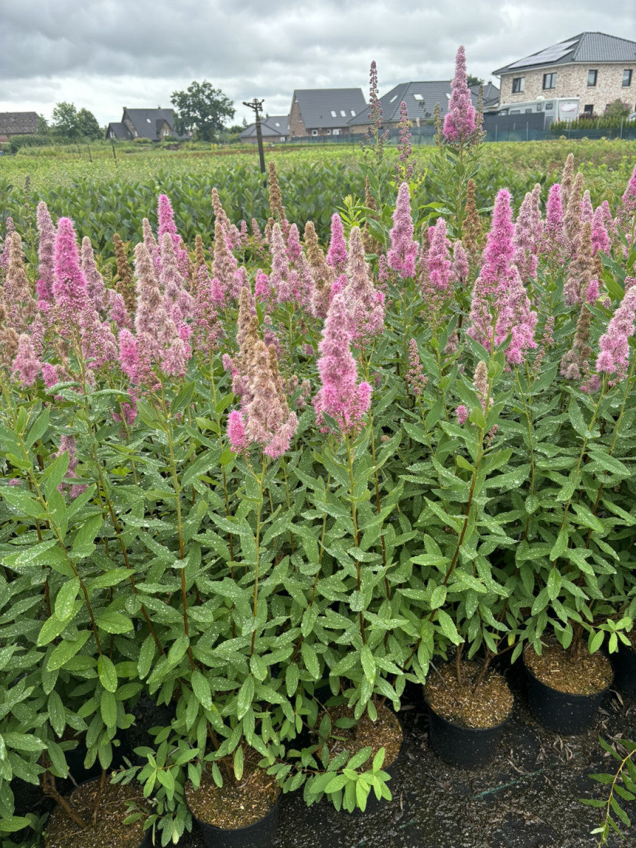 Kolbenspiere 'Triumphans' zusammen, verfügbar in 5 Größen und Varianten; Einsatz: Windschutzgehölz, winterhart;;hier kaufen