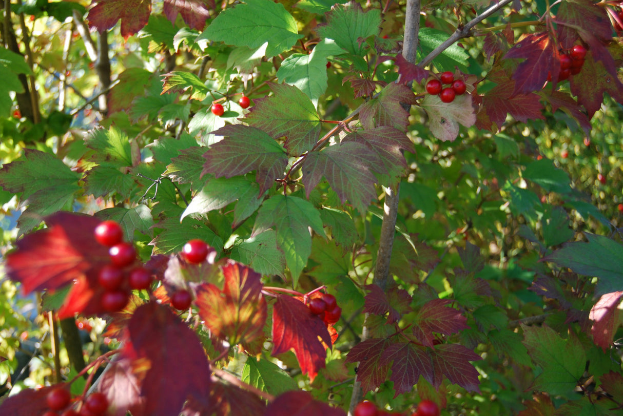 Gewöhnlicher Schneeball mit Herbstlaub, erhältlich als: Solitär, Sämling, leichte Sträucher, verschulte Sträucher; Einsatz: Vogelnährgehölz, pflegeleicht;;günstig mit Qualität