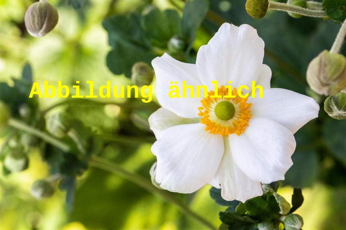 Genaues Foto für Anemone japonica 'Andrea Atkinson' folgt; dieses ähnliche Bild dienst der Illustration von Garten-Herbst-Anemone
