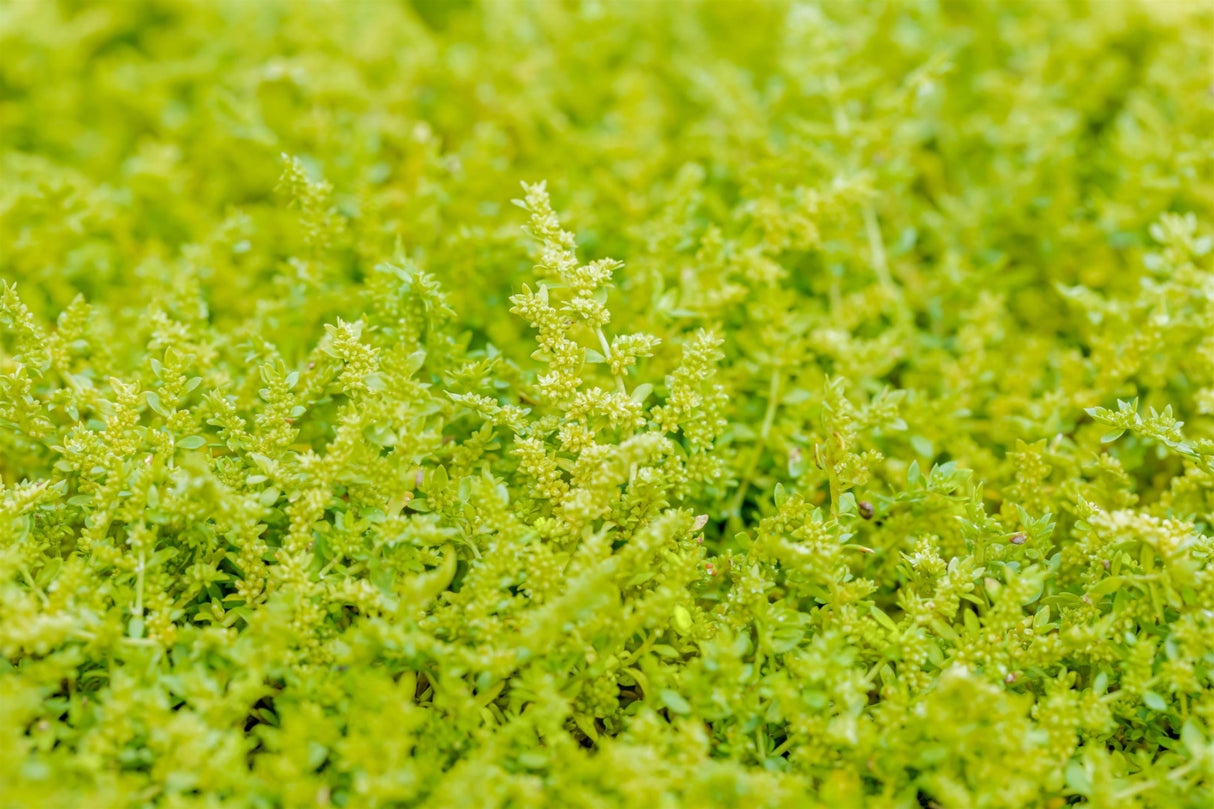 Herniaria glabra , ;;ab 3,19 Euro