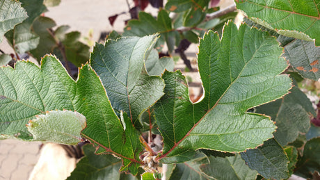 Schwedische Mehlbeere; hier mit Belaubung; pflegeleicht; Einsatzmöglichkeit z.B. : Bienenweide; erhältlich von 50-80 bis 450-650 cm;;hier kaufen