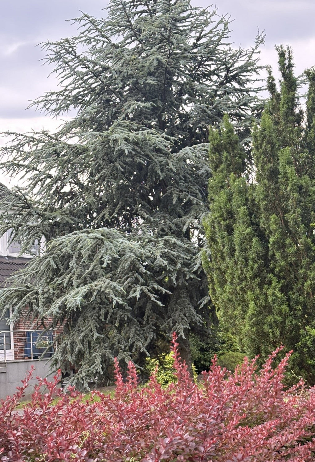 Cedrus atlantica 'Glauca' (Blaue Atlaszeder)