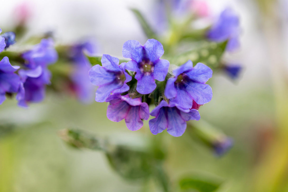 Pulmonaria officinalis mit Blüte; Einsatz: , ;;ab 4,06 Euro