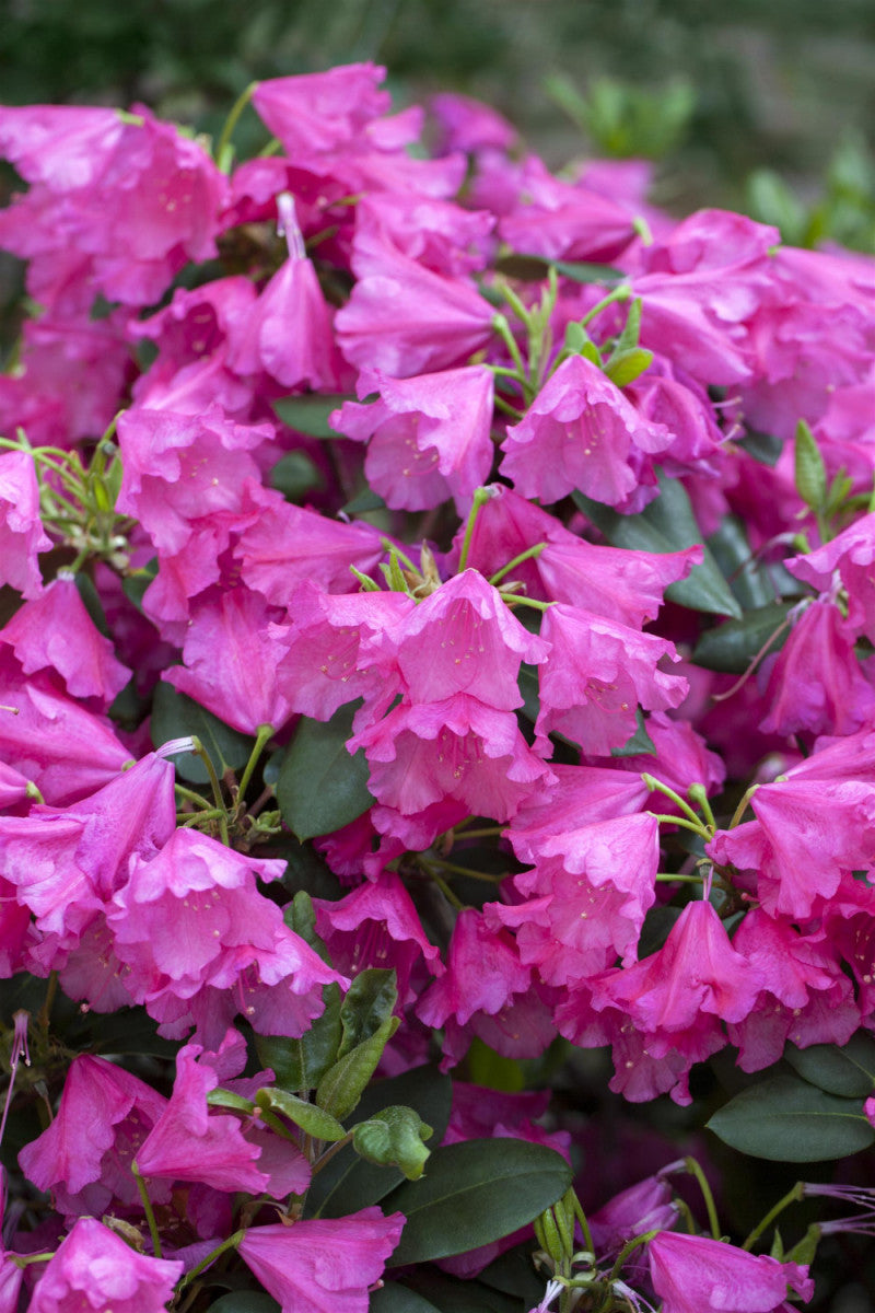 Rhododendron williams.'August Lamken' I (Williams.-Rhododendron 'August  Lamken') hier günstig kaufen – Mitteldeutsche-Baumschulen