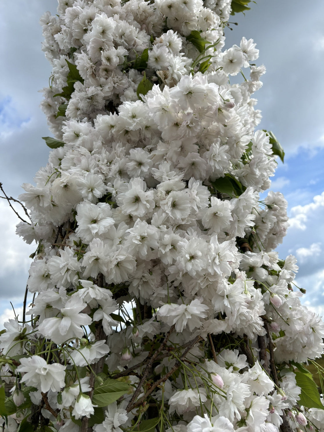 Prunus serrulata 'Shirofugen' (Zierkirsche 'Shirofugen')