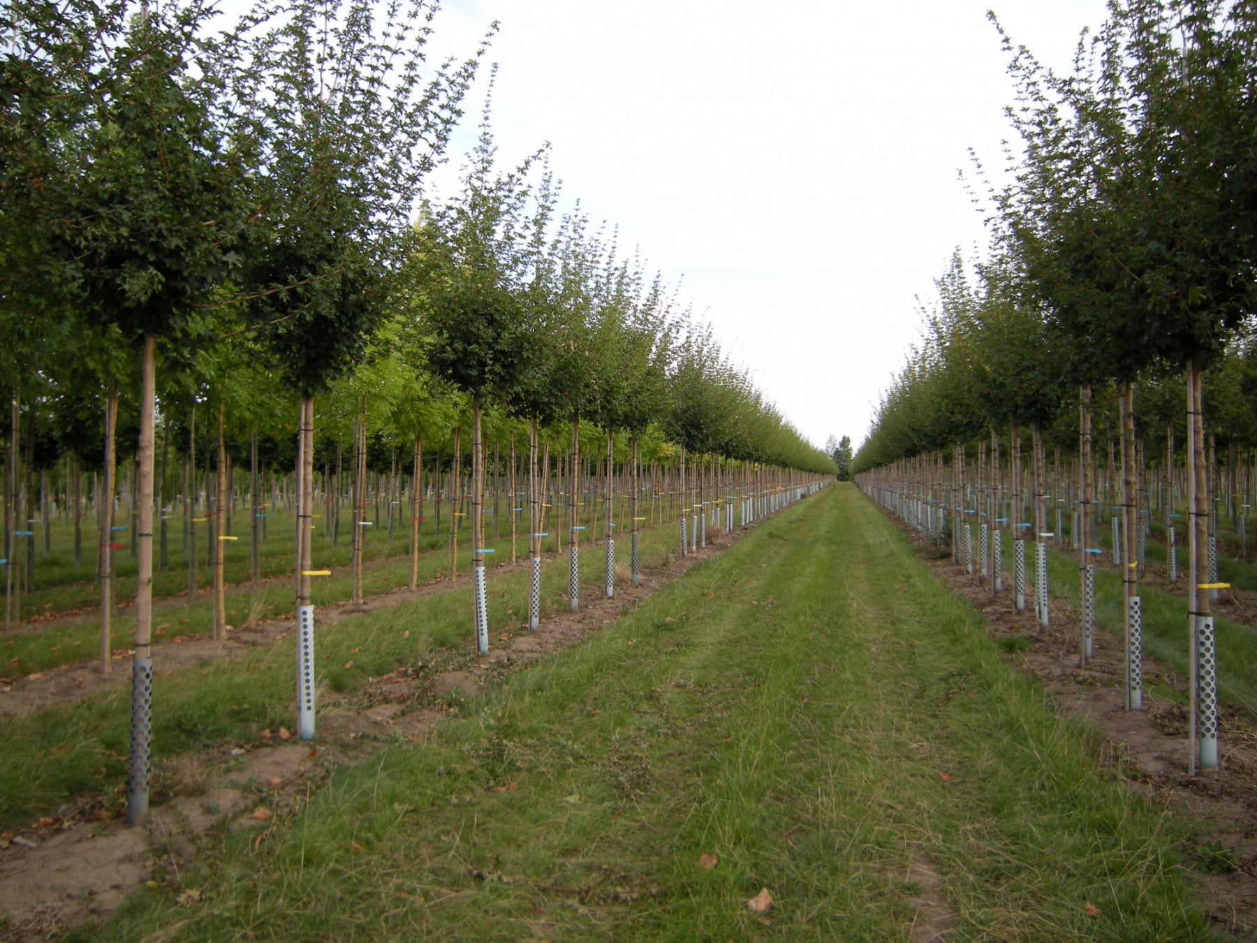 Acer campestre 'Elsrijk' (Feldahorn 'Elsrijk')
