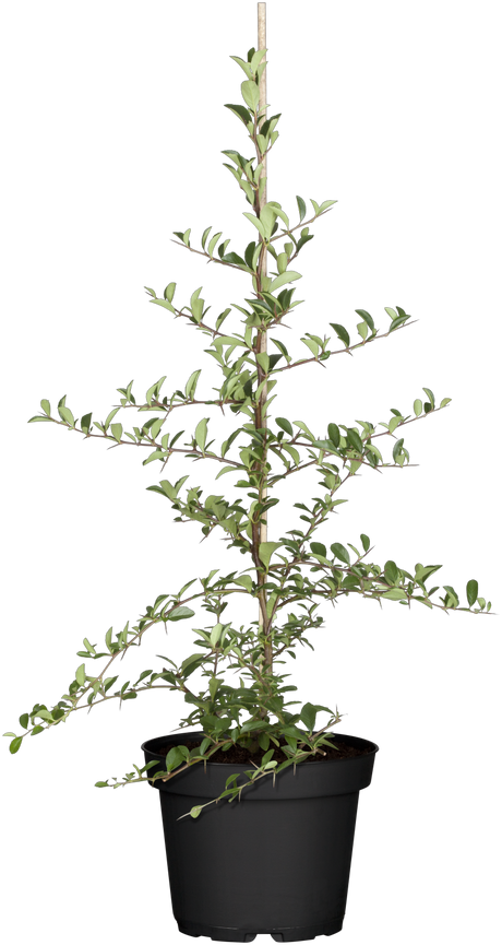 Pyracantha 'Bad Zwischenahn'; hier im Topf; immergrün; Einsatzmöglichkeit z.B. : Vogelnährgehölz; verfügbar in 5 Größen und Varianten;;ab 20,50 Euro