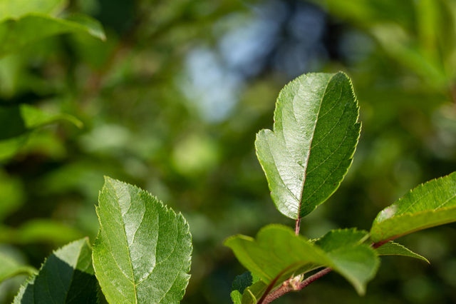 Malus 'Crimson Brilliant'; hier mit Belaubung; attraktive Blüten; Einsatzmöglichkeit z.B. : Ziergehölz; verfügbar in 11 Größen und Varianten;;ab 26,90 Euro
