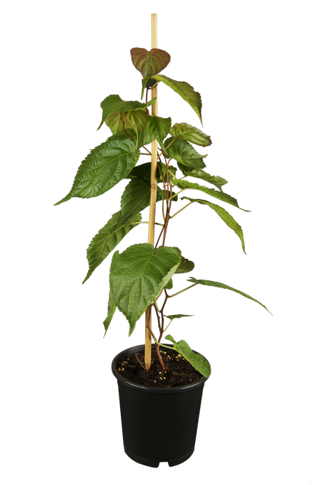 Scharfzähniger Strahlengriffel; hier im Topf; winterhart; Einsatzmöglichkeit z.B. : Bienenweide; erhältlich von 40-60 bis 150-200 cm;;hier kaufen